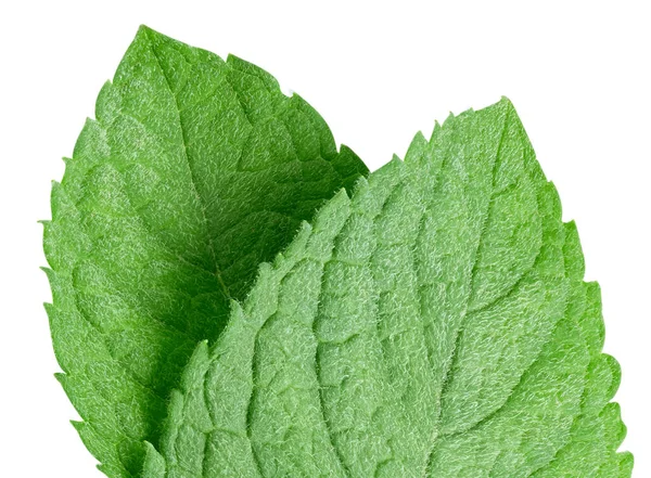 Nane yaprakları beyaz arka planda izole. Nane kırpma yolu. Yemek fotoğrafçılığı