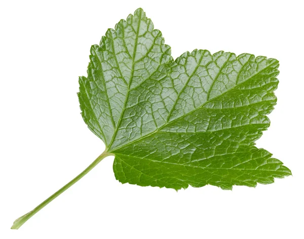 Frenk üzümü beyaz arkaplanda izole halde bırakır. Frenk üzümü yaprağı kırpma yolu. Yemek fotoğrafçılığı