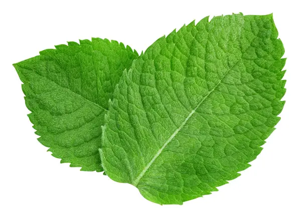 Mint Leaves Isolated White Background Mint Clipping Path Food Photography — Stock Photo, Image