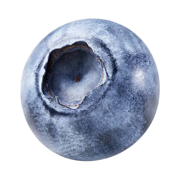 Beyaza izole edilmiş yabanmersini. Olgun yaban mersini kırpma yolu.