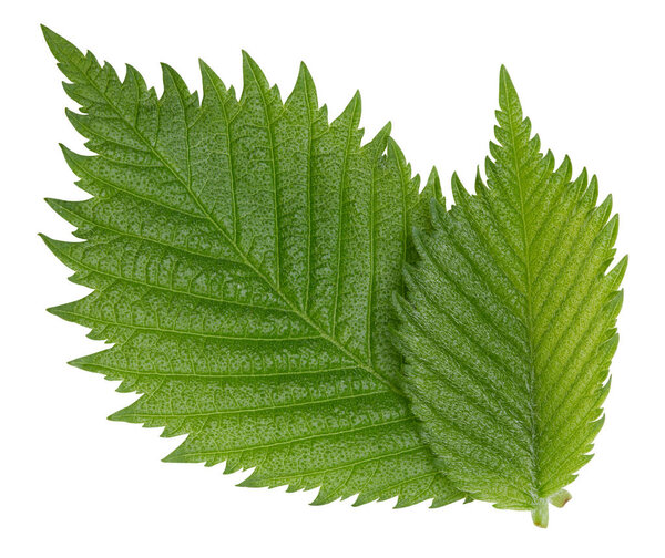 Hazelnut листья изолированы на белом фоне. Путь отрезания орехов