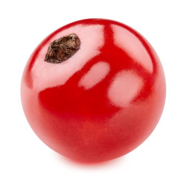 Frenk üzümü Kırpma Yolu. Beyaz arkaplanda kırmızı kuşüzümü izole edildi.