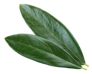 Zeytin Yaprağı Kırpma Yolu. Zeytin yaprakları beyaz arkaplanda izole