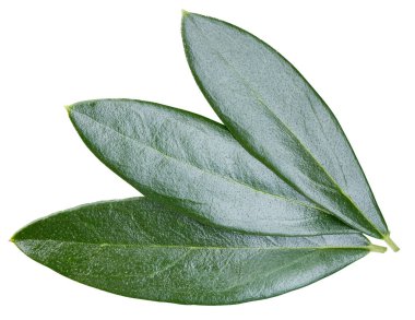 Zeytin Yaprağı Kırpma Yolu. Zeytin yaprakları beyaz arkaplanda izole