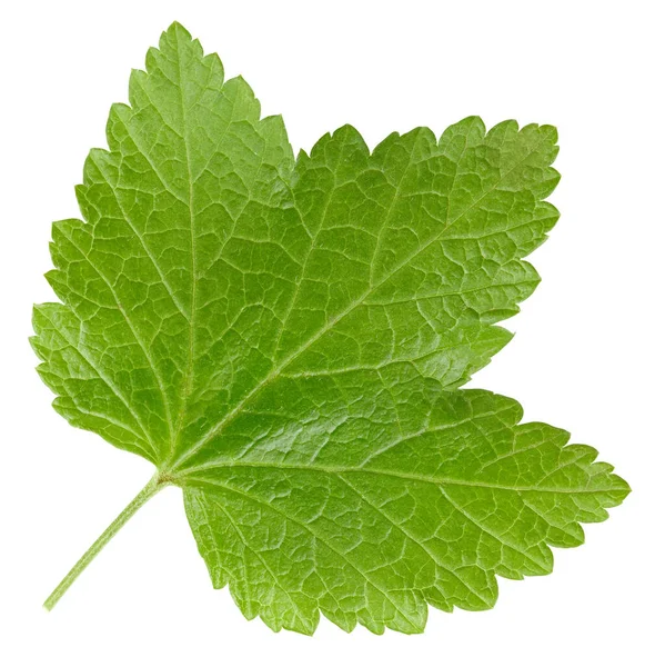 Frenk üzümü beyaz arkaplanda izole halde bırakır. Frenk üzümü yaprağı kırpma yolu. Yemek fotoğrafçılığı