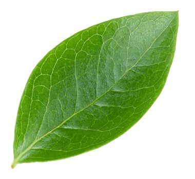 Beyaz arka planda yaban mersini yaprakları. Yeşil yaban mersini yaprakları kırpma yolu