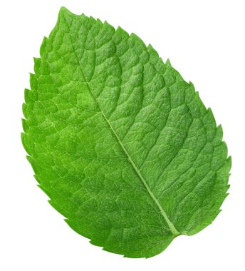 Nane yaprakları beyaz arka planda izole. Nane kırpma yolu. Yemek fotoğrafçılığı