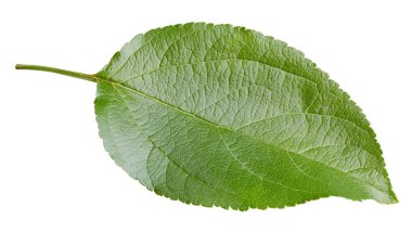 Elma yaprakları beyaz arka planda izole. Apple Kırpma Yolunu Bırakır