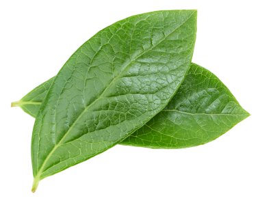 Beyaz arka planda yaban mersini yaprakları. Yeşil yaban mersini yaprakları kırpma yolu