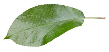 Elma yaprakları beyaz arka planda izole. Apple Kırpma Yolunu Bırakır