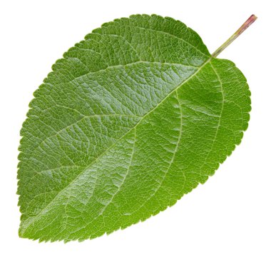 Elma yaprakları beyaz arka planda izole. Apple Kırpma Yolunu Bırakır