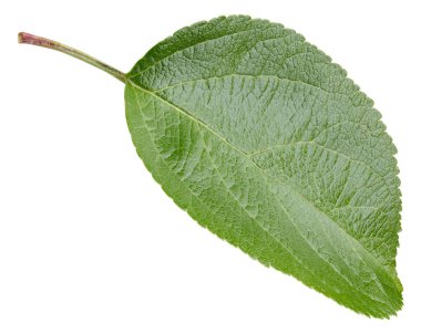 Elma yaprakları beyaz arka planda izole. Apple Kırpma Yolunu Bırakır