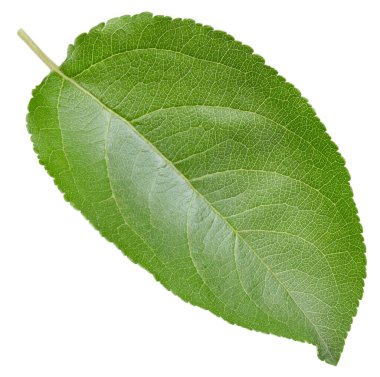 Bir Yaprak Elma Kırpma Yolu. Beyaz arkaplanda elma yaprakları izole