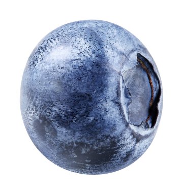 Beyaza izole edilmiş yabanmersini. Olgun yaban mersini kırpma yolu.