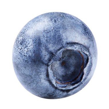 Beyaza izole edilmiş yabanmersini. Olgun yaban mersini kırpma yolu.