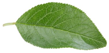 Bir Yaprak Eriği Kırpma Yolu. Erik yaprakları beyaz arkaplanda izole edilmiş