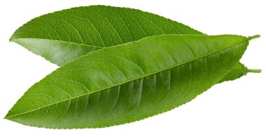 Bir şeftali erik kırpma yolu. Şeftali yaprakları beyaz arkaplanda izole