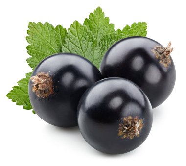 Beyaz arka planda yaprakları olan siyah frenk üzümü. İzole edilmiş böğürtlen kesme yolu.