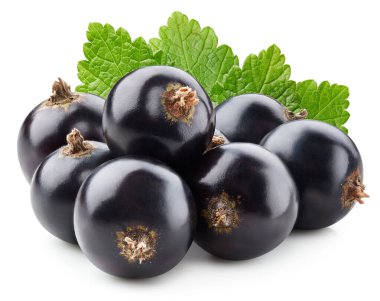 Beyaz arka planda yaprakları olan siyah frenk üzümü. Siyah frenk üzümü ağaç kesme yolu.