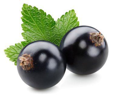 Beyaz arka planda yaprakları olan siyah frenk üzümü. İzole edilmiş böğürtlen kesme yolu.