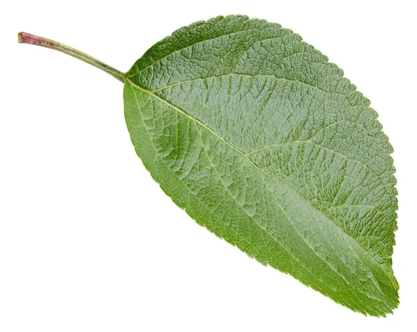 Elma yaprakları beyaz arka planda izole. Apple Kırpma Yolunu Bırakır