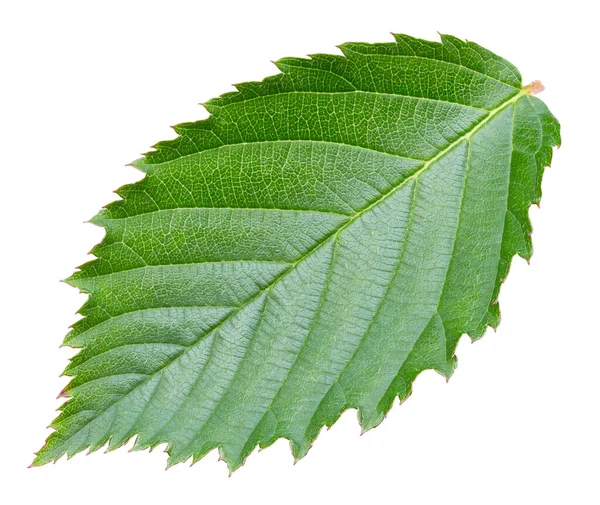 Blackberry Leaves Isolated White Background Leaves Blackberry Clipping Path — Stock Photo, Image