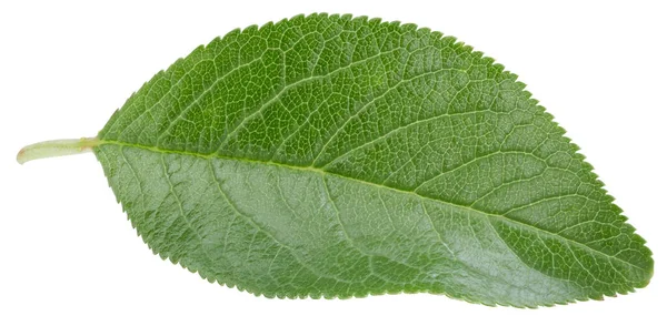 Bir Yaprak Eriği Kırpma Yolu. Erik yaprakları beyaz arkaplanda izole edilmiş