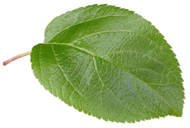 Elma yaprakları beyaz arka planda izole. Apple Kırpma Yolunu Bırakır