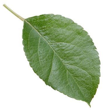 Bir Yaprak Elma Kırpma Yolu. Beyaz arkaplanda elma yaprakları izole