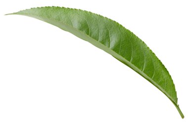 Bir şeftali erik kırpma yolu. Şeftali yaprakları beyaz arkaplanda izole