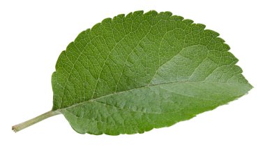 Bir Yaprak Elma Kırpma Yolu. Beyaz arkaplanda elma yaprakları izole