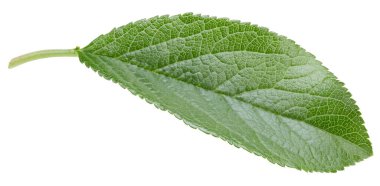 Bir Yaprak Eriği Kırpma Yolu. Erik yaprakları beyaz arkaplanda izole edilmiş