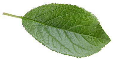 Bir Yaprak Eriği Kırpma Yolu. Erik yaprakları beyaz arkaplanda izole edilmiş