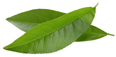 Bir şeftali erik kırpma yolu. Şeftali yaprakları beyaz arkaplanda izole