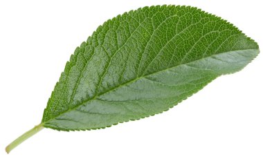 Bir Yaprak Eriği Kırpma Yolu. Erik yaprakları beyaz arkaplanda izole edilmiş