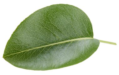 Bir Yaprak Armut Kırpma Yolu. Armut yaprakları beyaz arkaplanda izole