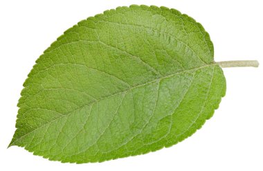 Bir Yaprak Elma Kırpma Yolu. Beyaz arkaplanda elma yaprakları izole