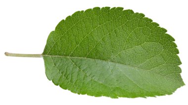 Bir Yaprak Elma Kırpma Yolu. Beyaz arkaplanda elma yaprakları izole