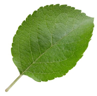 Bir Yaprak Elma Kırpma Yolu. Beyaz arkaplanda elma yaprakları izole