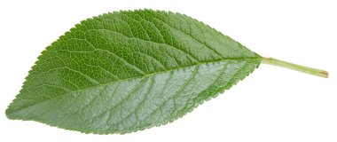 Bir Yaprak Eriği Kırpma Yolu. Erik yaprakları beyaz arkaplanda izole edilmiş