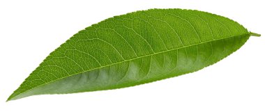 Bir şeftali erik kırpma yolu. Şeftali yaprakları beyaz arkaplanda izole