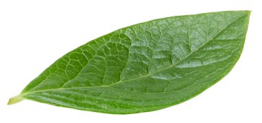 Beyaz arka planda yaban mersini yaprakları. Kırpma Yolu Bırakır