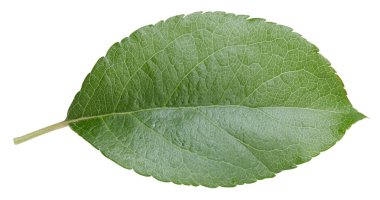 Bir Yaprak Elma Kırpma Yolu. Beyaz arkaplanda elma yaprakları izole