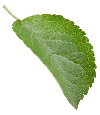 Bir Yaprak Elma Kırpma Yolu. Beyaz arkaplanda elma yaprakları izole