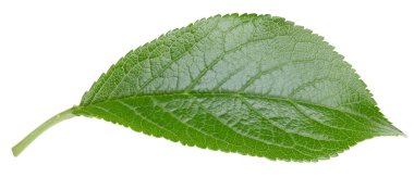 Bir Yaprak Eriği Kırpma Yolu. Erik yaprakları beyaz arkaplanda izole edilmiş