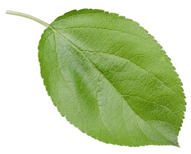 Bir Yaprak Elma Kırpma Yolu. Beyaz arkaplanda elma yaprakları izole