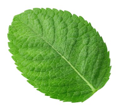 Nane yaprakları beyaz arka planda izole. Nane kırpma yolu. Yemek fotoğrafçılığı