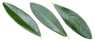 Zeytin Yaprağı Kırpma Yolu. Zeytin yaprakları beyaz arkaplanda izole