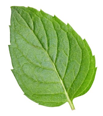 Nane yaprakları beyaz arka planda izole. Nane kırpma yolu. Yemek fotoğrafçılığı