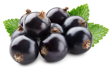 Beyaz arka planda yaprakları olan siyah frenk üzümü. Siyah frenk üzümü ağaç kesme yolu.